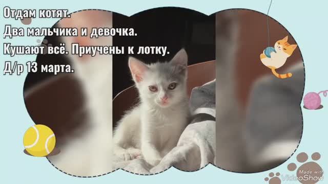 Очаровательные котята