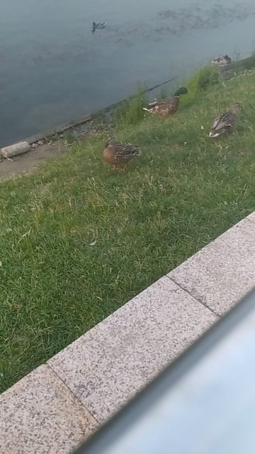 VID_20250612_201951.mp4