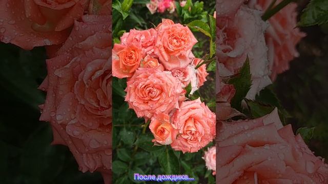 1000075306.mp4
