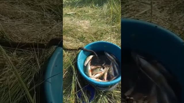 Змей рыболов!