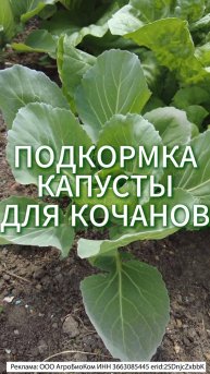 🥬 Подкормка капусты в июне - ключевой этап для формирования крепких кочанов!