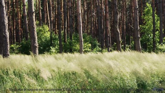Почему это видео вызывает такие сильные эмоции - Lisa On The Lawn -- Taylor Poe -- 10 Million Babies