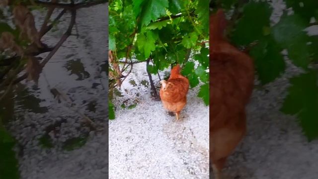 летний град 14 июня 2025