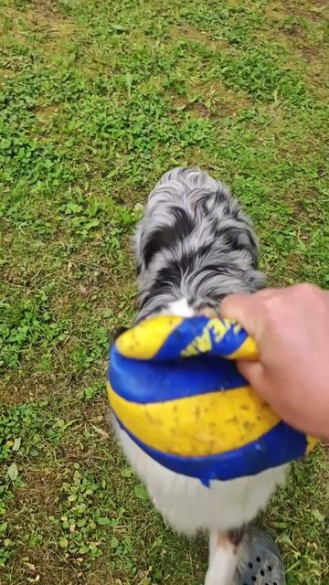 Это моооой мяч! 🐶