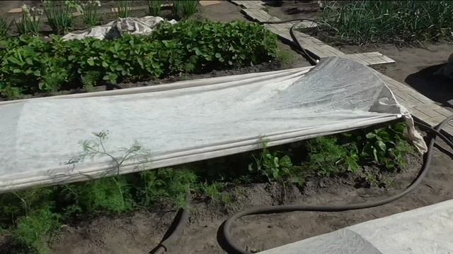 Притеняю клубнику от солнца