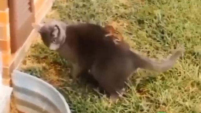 VID_20250614_142911_941.mp4