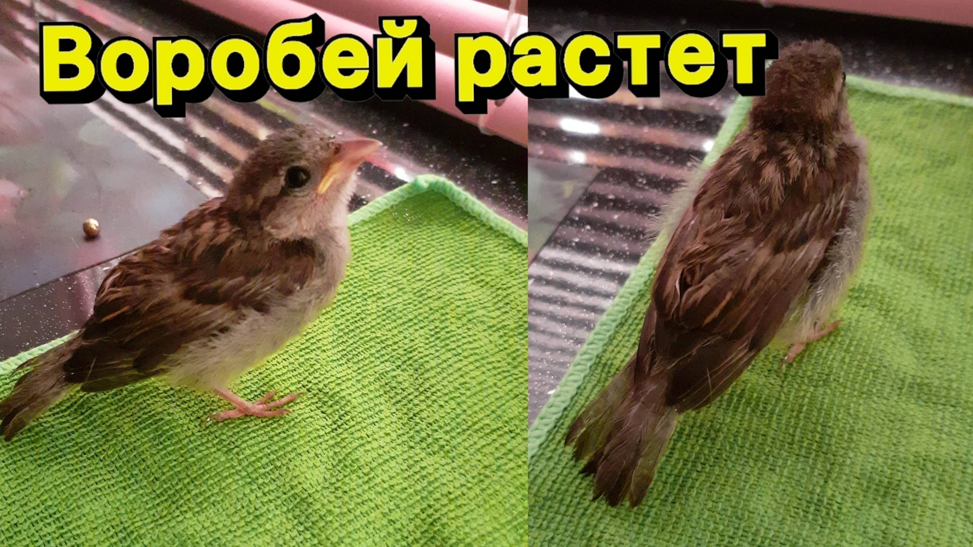 ПТЕНЕЦ ВОРОБЬЯ растет! Домашний воробей выкормыш #спасениептенца