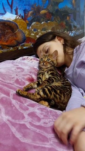 8-903-874-58-21 Бенгальские котята. Вязка с Чемпионом