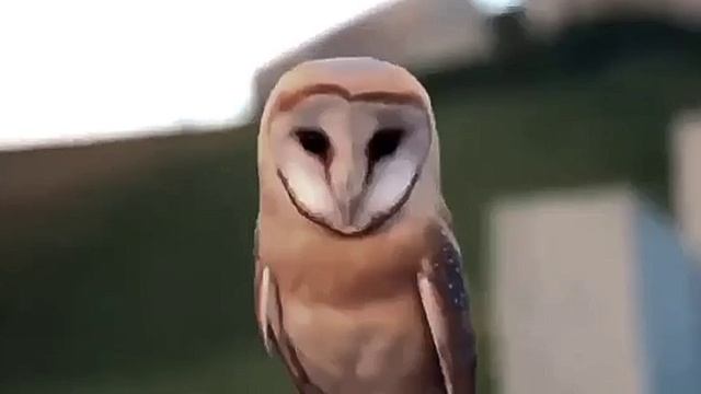 Бог любит Русь, а это значит - Последний русский не умрёт.✝️❤️☪️🇷🇺🇷🇺🇷🇺