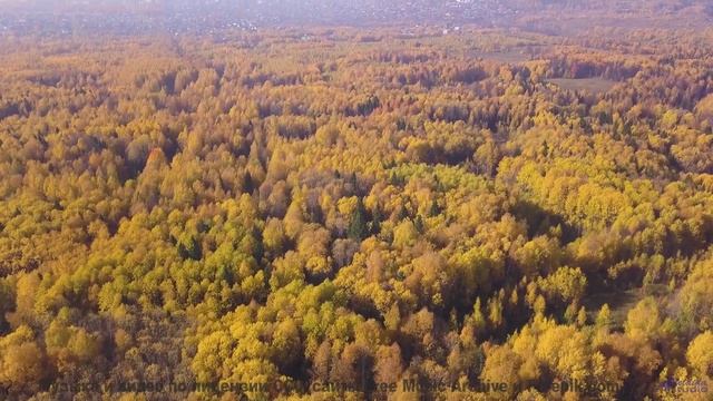 Леса и ритмы вместе стирают границы реальности - Bring It Home -- Taylor Poe -- Quiet Sound of Disap