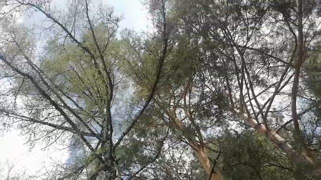 Forest Expert Warns of DEADLY Village Dangers
