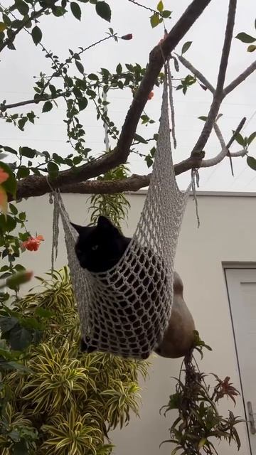 У котика есть гамачок на дереве ❤️🤩😉😻