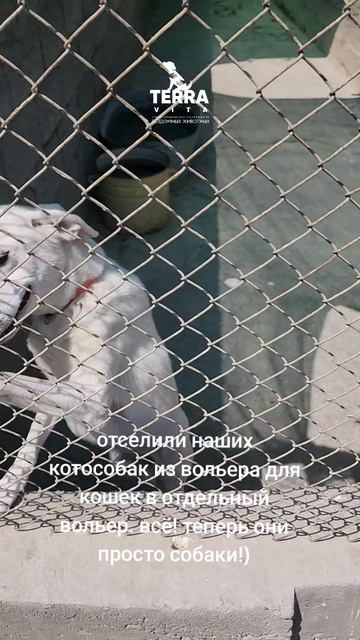 переселенцы