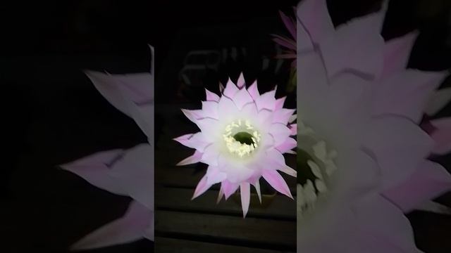 Цветем и пахнем по ночам.