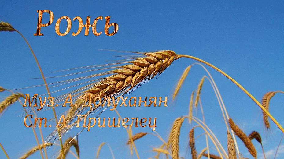 Рожь