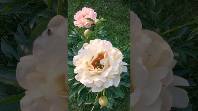 Обзор на пион Пинк Гавайи Коралл (Pink Hawaiian Coral)
