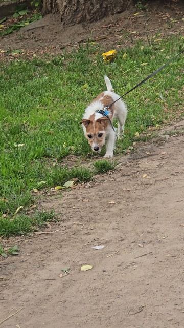 #собачки # reel #reels #margo #short #shorts #shortvideo #shortsvideo #dog #dogs #doglife #dogshort