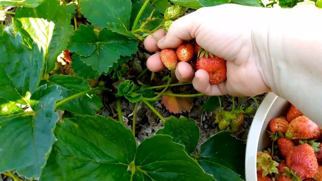 Время урожая клубники. Середина июня