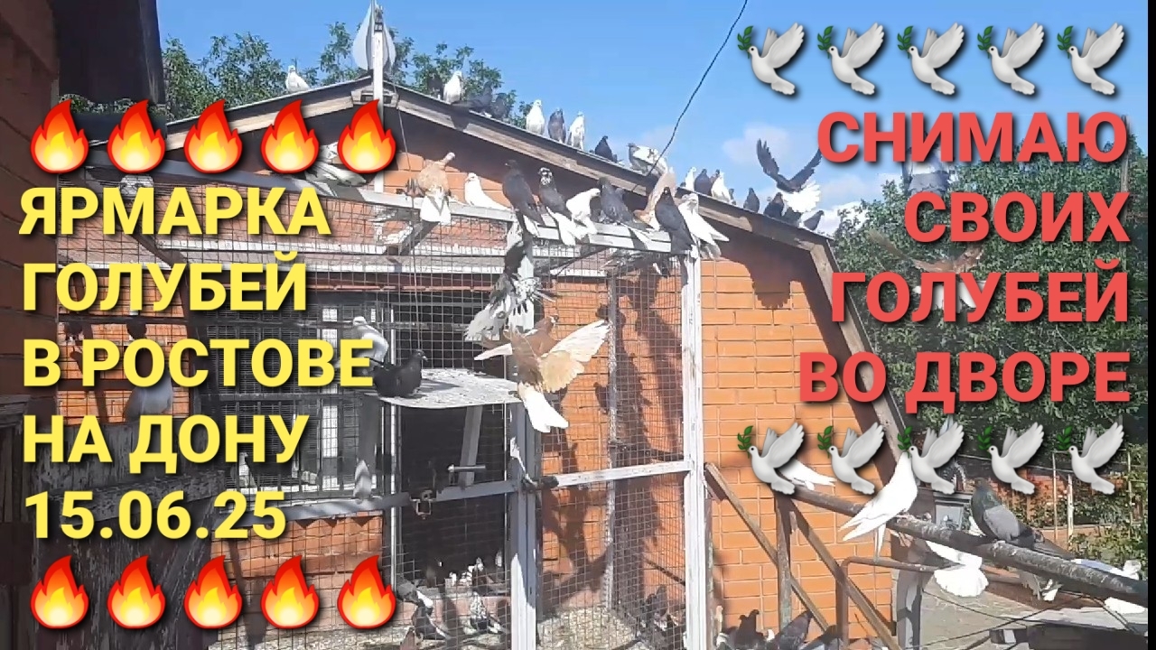 🔥🔥🔥 Сборная ярмарка голубей в Ростове на Дону 15.06.25. 🕊🕊🕊 Снимаю своих голубей во дворе.