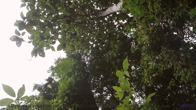Каждая сцена бьёт по чувствам мощнее любого фильма - Pastures -- Ketsa -- As Above So Below