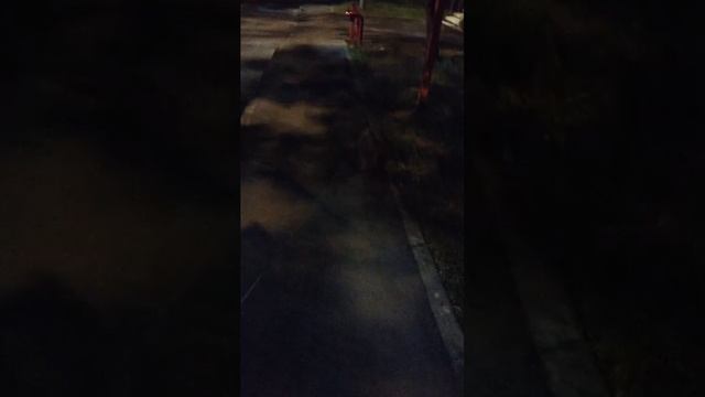 Мы идём гулять с собакой! | 14-июн-2025