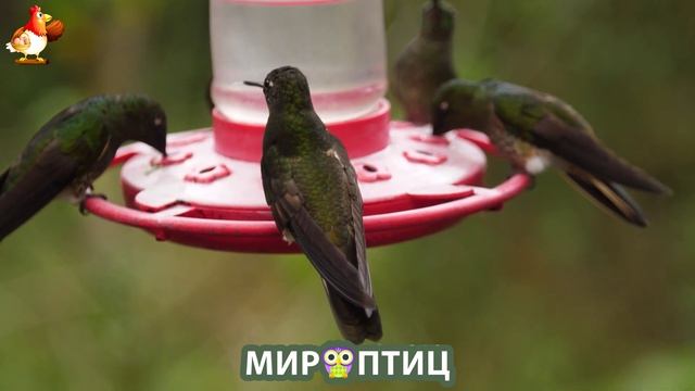 Мир птиц – красота и грация пернатых созданий Природы 🦩🦚🦜 Выпуск (211) 🦉🐦🐤