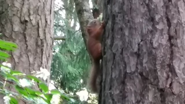 VID_20250614_163623
Бельчонок ждёт маму