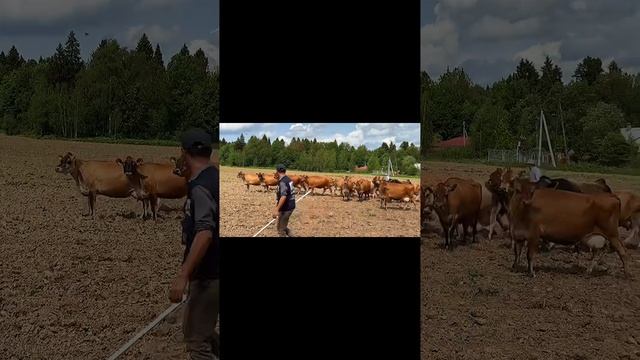 Путь к новой ферме.
