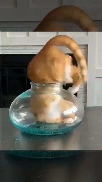 Коты-это вода😅