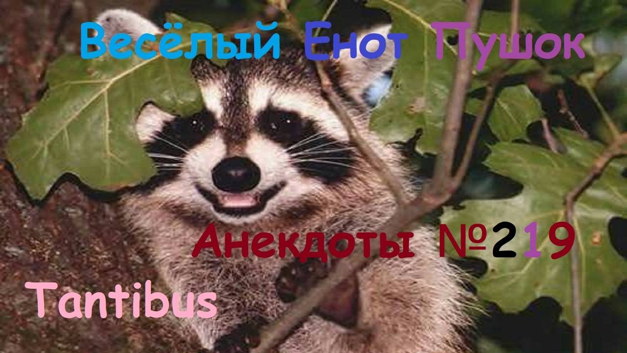 Енот пушок рассказывает анекдоты №219