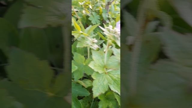 Чудесное лето!
