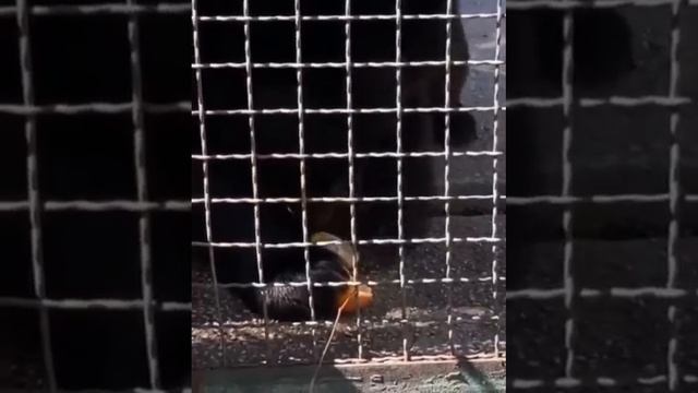 Гималайские миши филигранно чистят апельсины Парк львов Тайган #тайган