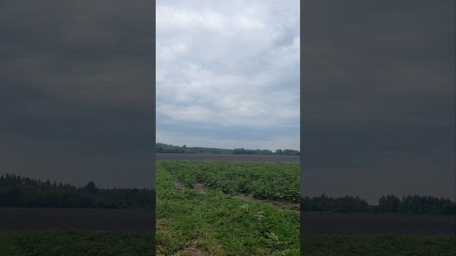 Меж родная обработка тракторный стрелой на лошади