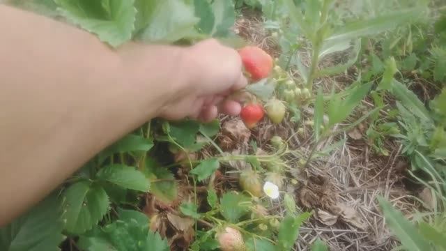 Первая ягода в 2025 году