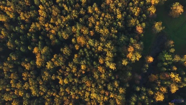 Ты НЕ ПОВЕРИШЬ, что это не голоса! - Бабушки -- Александр Недугин -- Министерва Любви