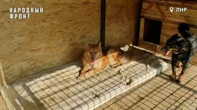 Народный фронт и военные помогли приюту для больных животных в ЛНР