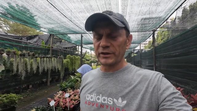 ПАТТАЙЯ, ТАИЛАНД, РОЖДЕСТВЕНСКИЕ ПОКАТУШКИ. НАШЕ КОНДО ПРЕВРАЩАЕТСЯ В ОРАНЖЕРЕЮ.