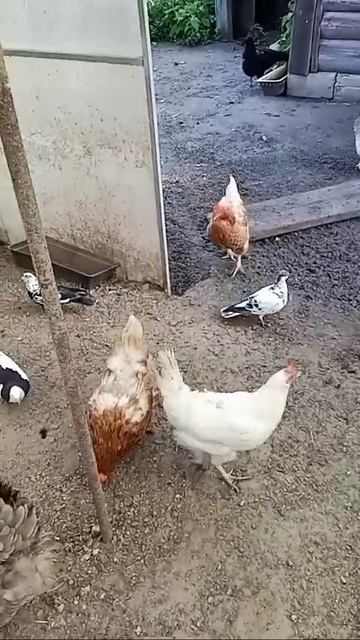 🐔🐓🕊