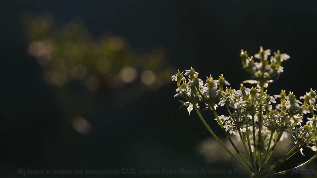 Когда музыка и пейзажи сливаются в один шедевр! - Mascara In Eden -- Quint Baker -- Psychic Catz Eno