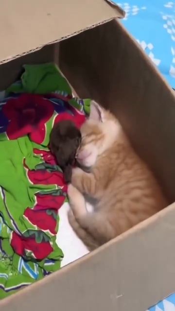 Внезапная дружба котёнка и воробья.