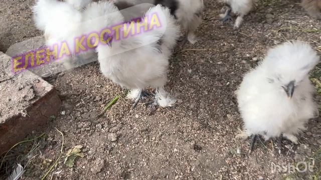Шелковые китайские 🐓🐓🐓