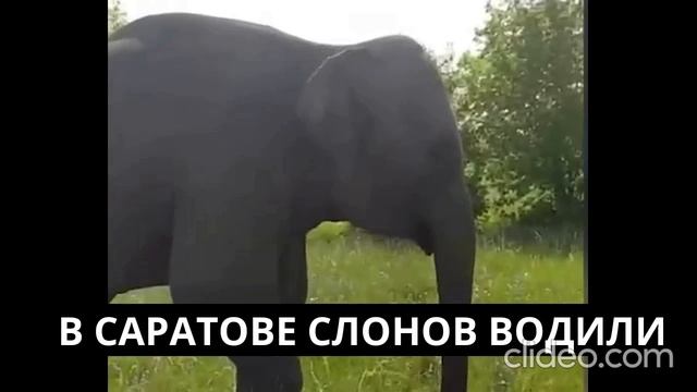 А в Саратове слонов водили