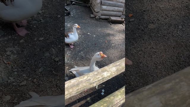 Томская писаница