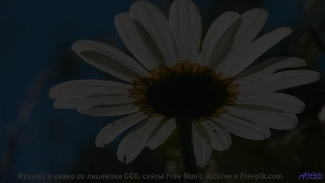 Этот звук НЕ ДЛЯ ВСЕХ - рискни! - Wind It Up -- Kirk Osamayo -- Season Two (GREEN)