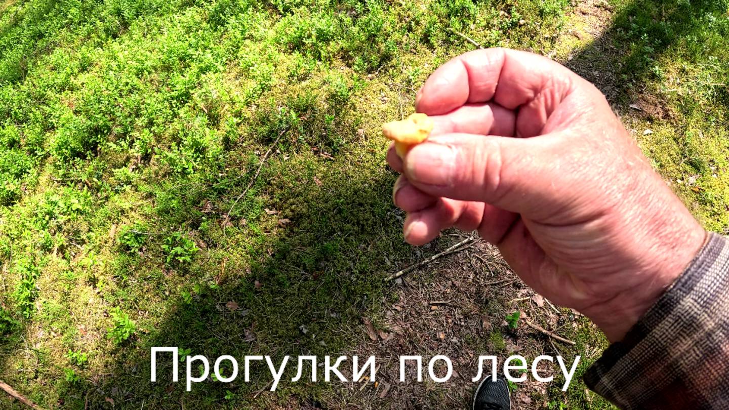 Прогулки по лесу. Нет дождей и лисички остановили рост.