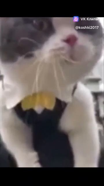 Котики