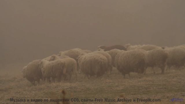 Это видео - как глоток свежего зимнего воздуха! - Assmack -- Podington Bear -- Haplessly Happy (Box