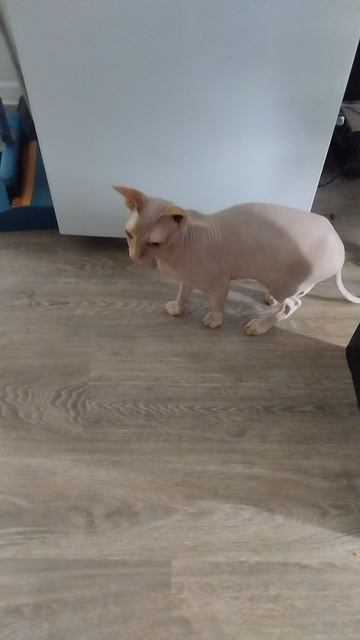 котик!?