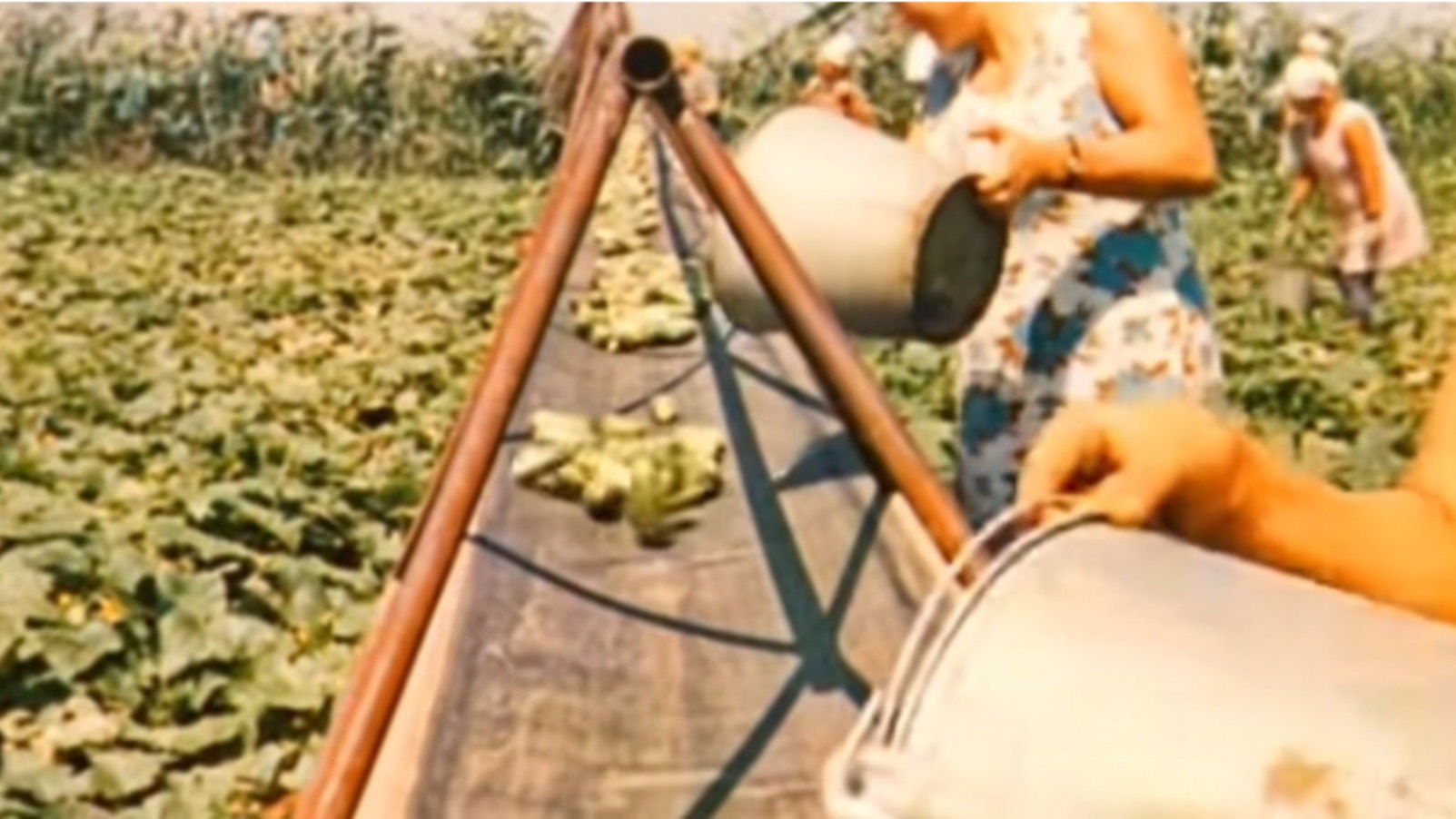 Овощеводство 1973 г. Огурцы.