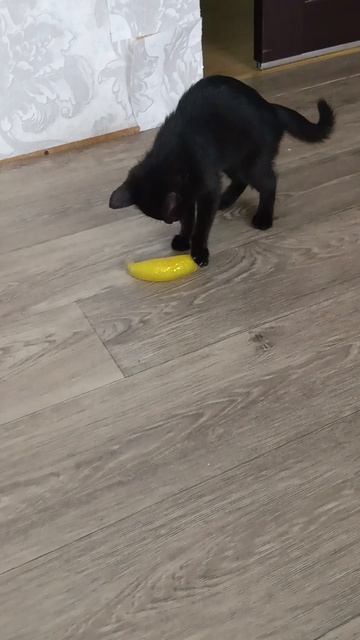непонятная штуковина коту